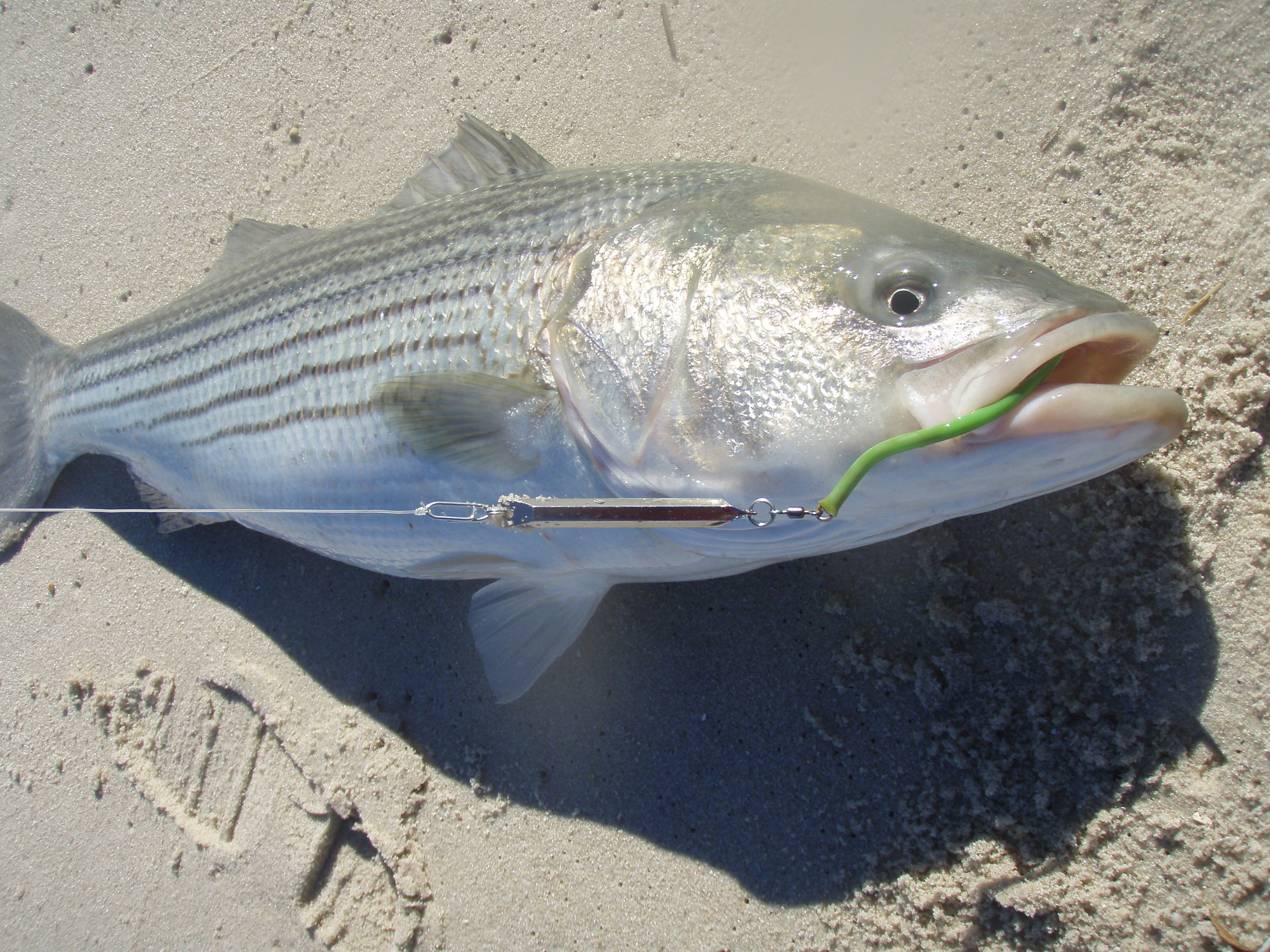 striped bass fishing