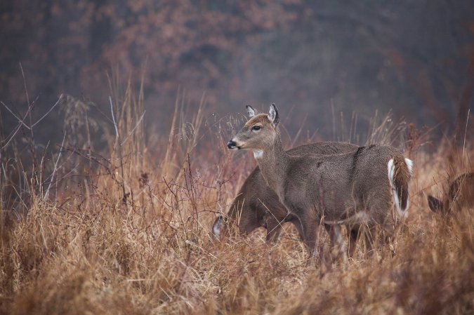 Deer in states like Maine have been found to have high levels of PFAS in their meat.