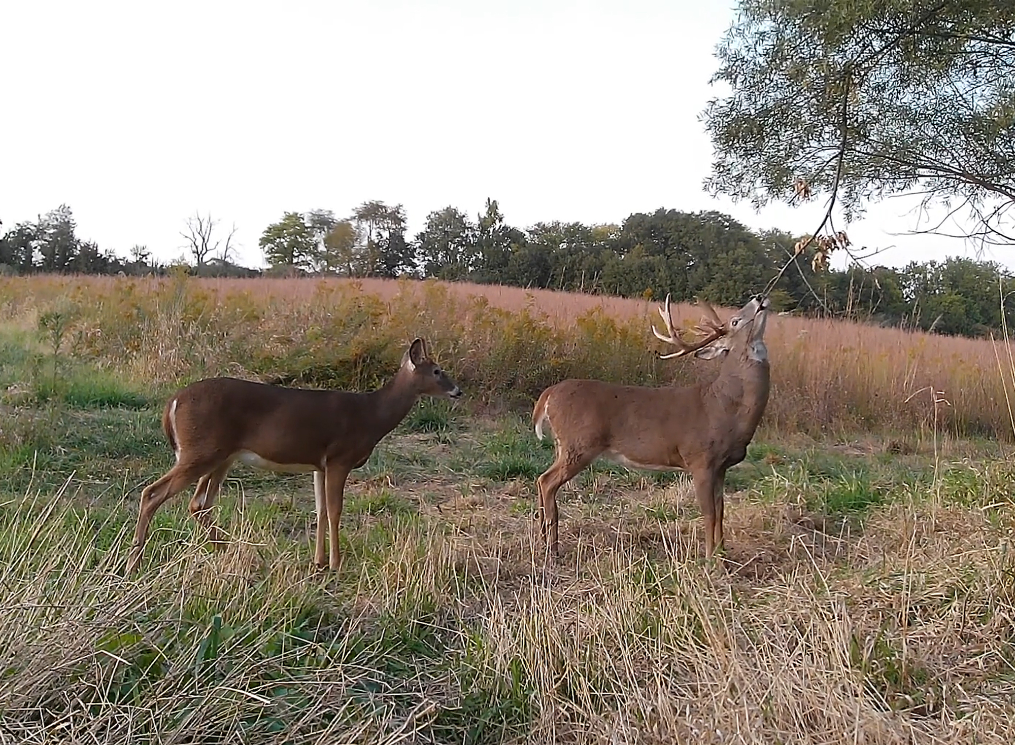 trail cam photo buck