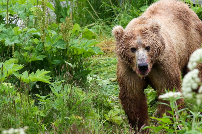 An Alaskan brown bear in heavy brush.