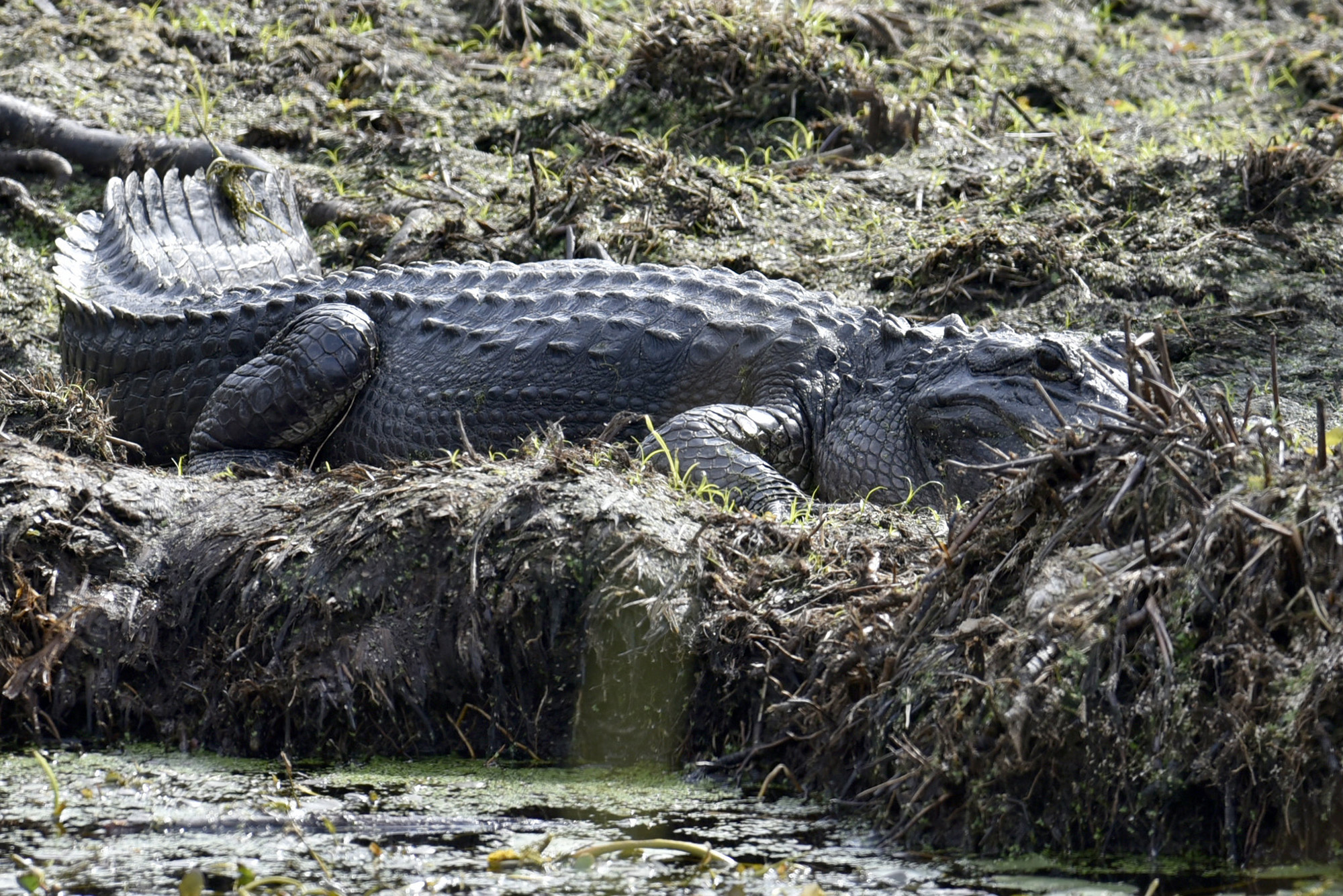 ‘Swamp People’ Star Troy Landry Charged in Gator Sting Operation