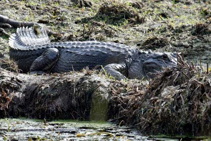 Troy Landry of Swamp People failed to properly tag an American alligator.