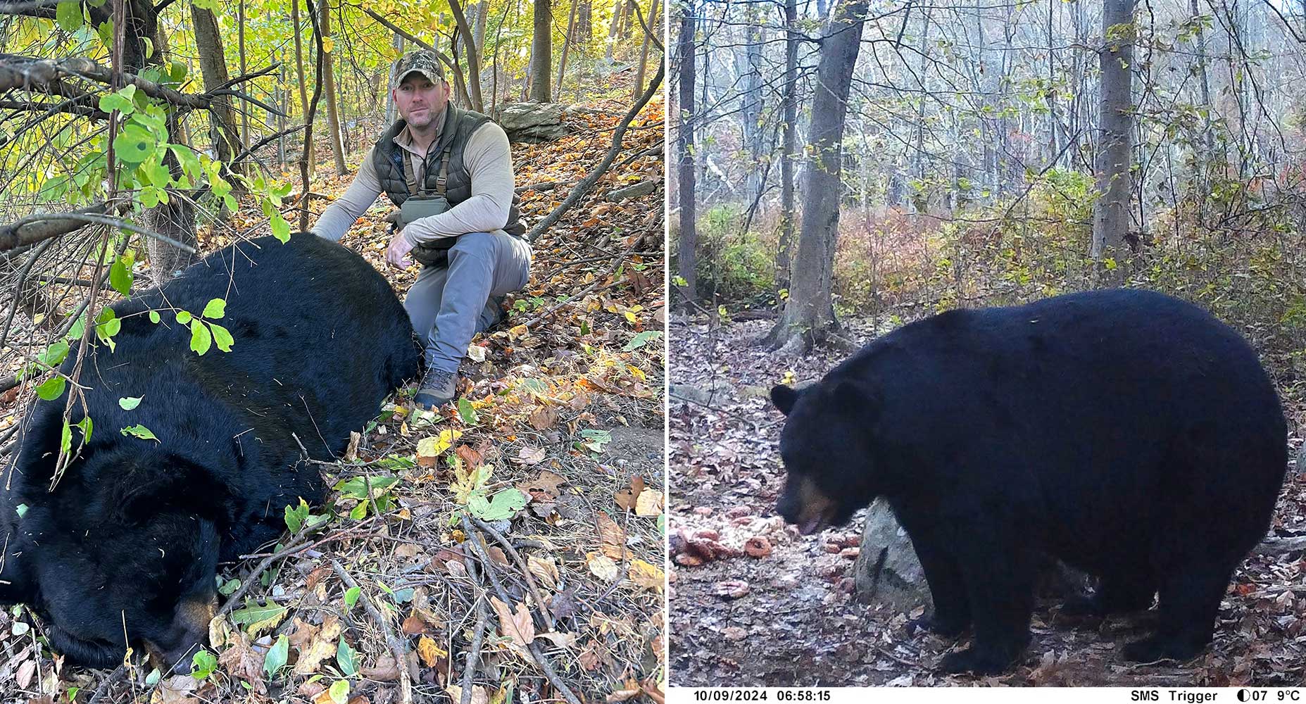 new jersey bear