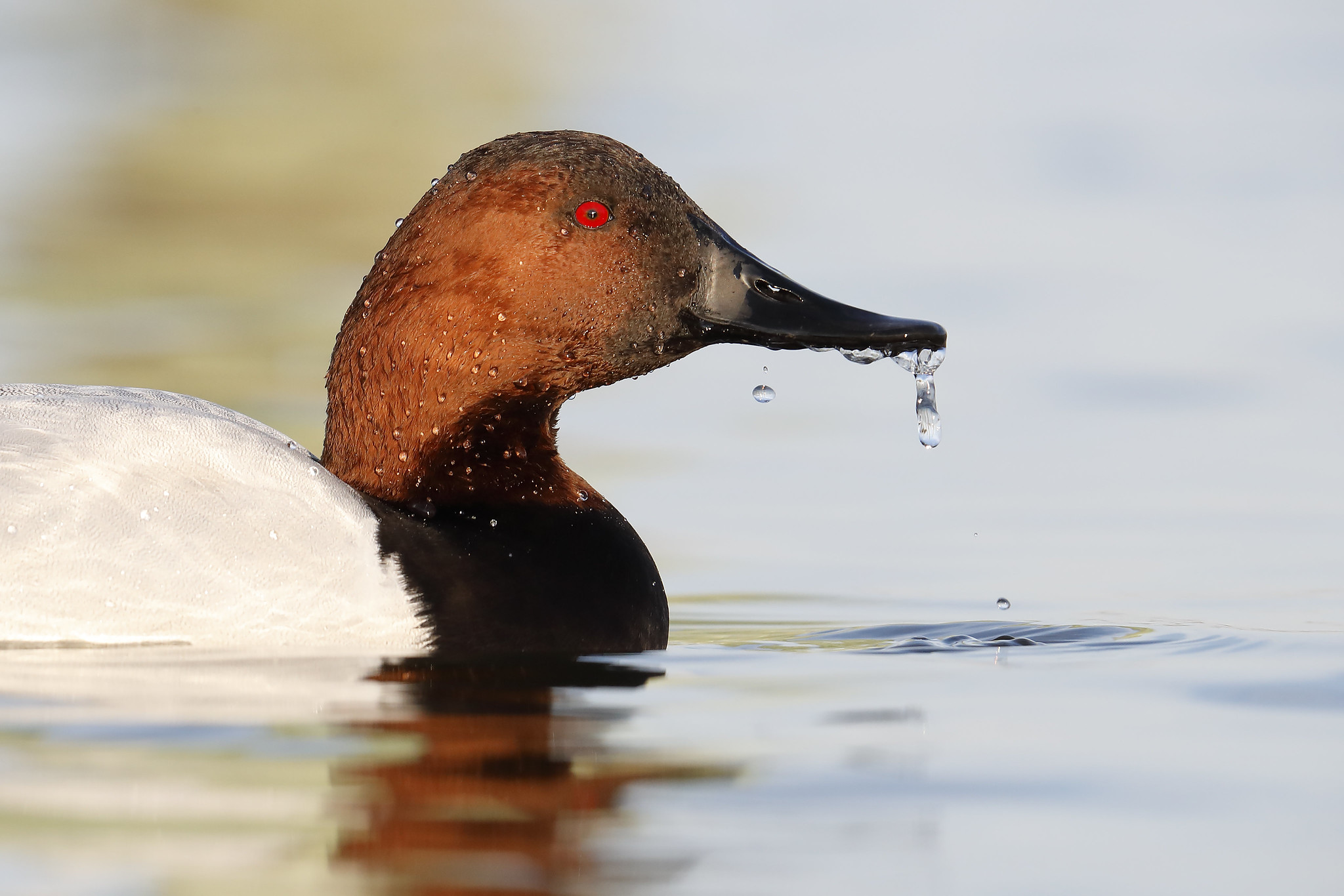 A close-up of a male canvasback with water dripping from his bill.