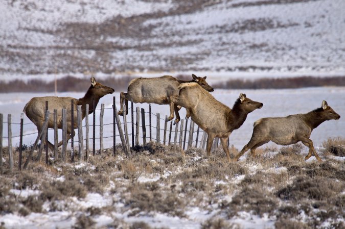 Cow elk jump over a barbed wire ranch fence.