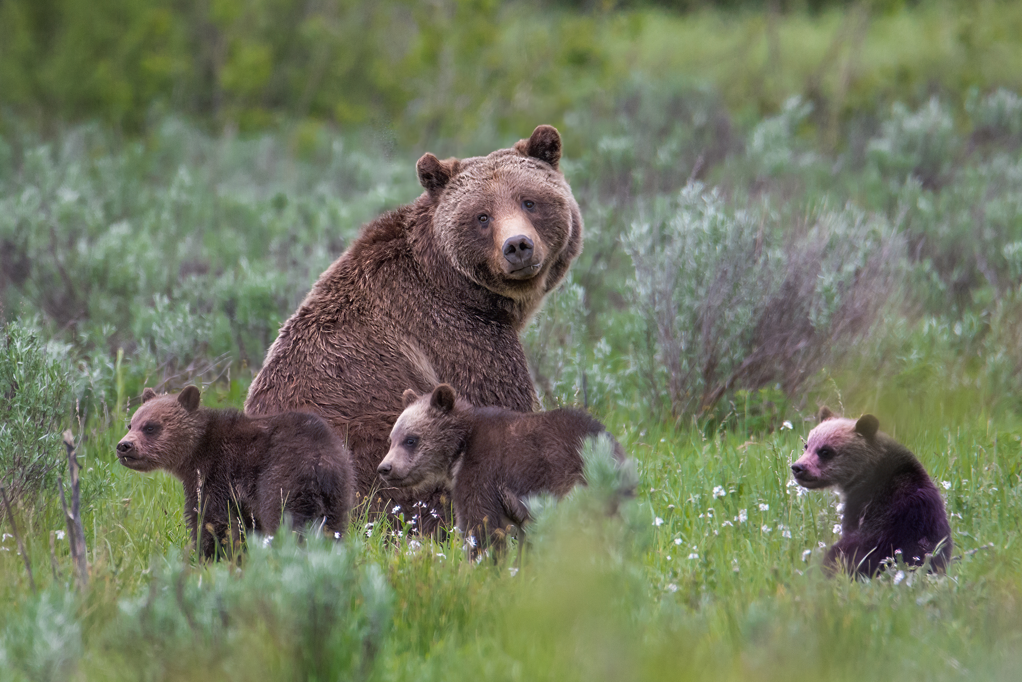 Grizzly 399 with cubs in Grand Teton National Park.