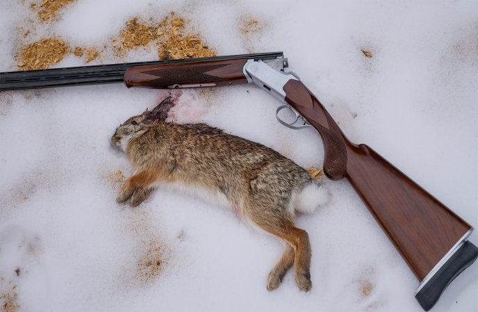 A dead rabbit lays in the snow next to a shotgun.