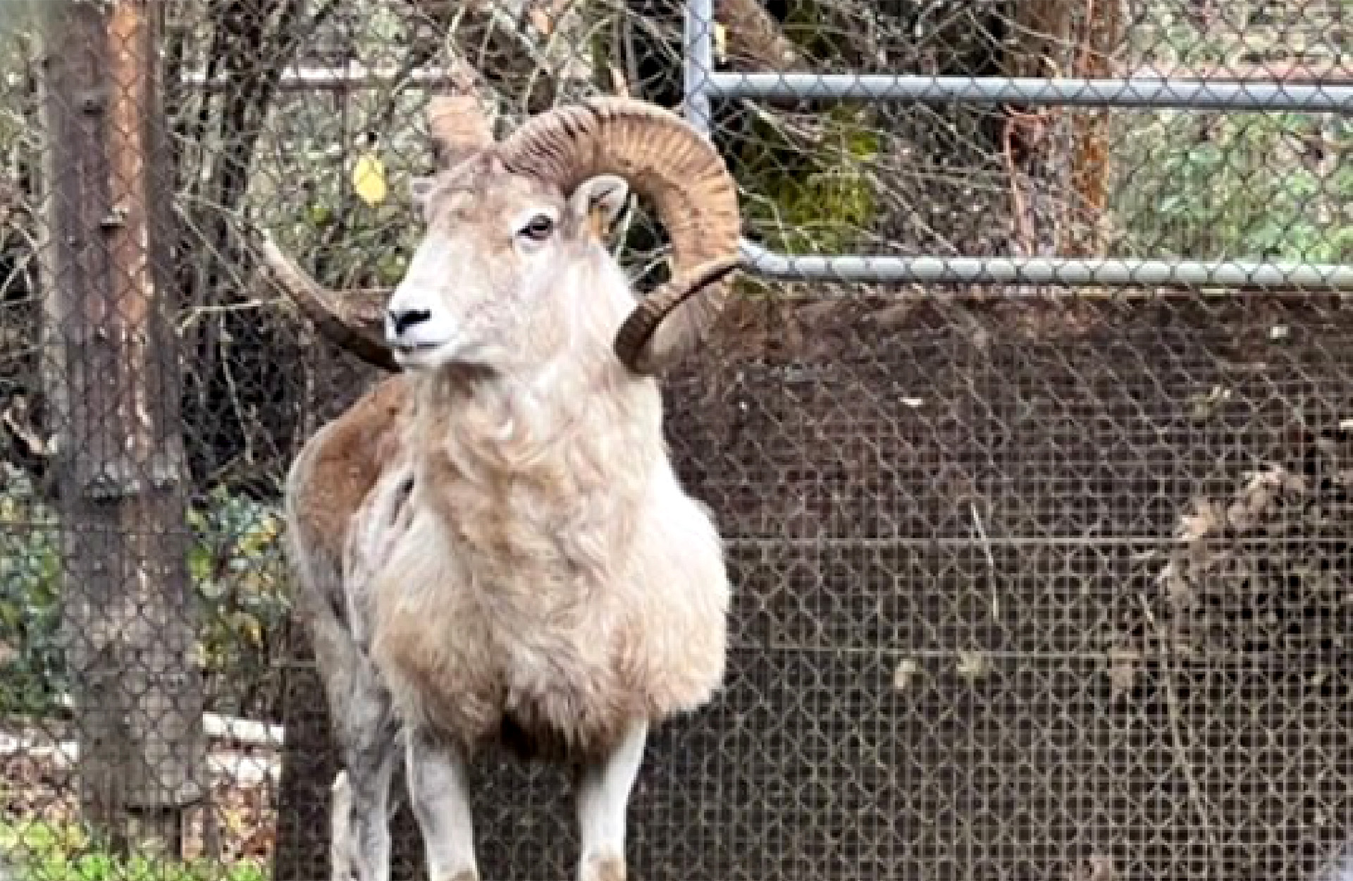 A giant hybrid sheep that was bred illegally in Montana.