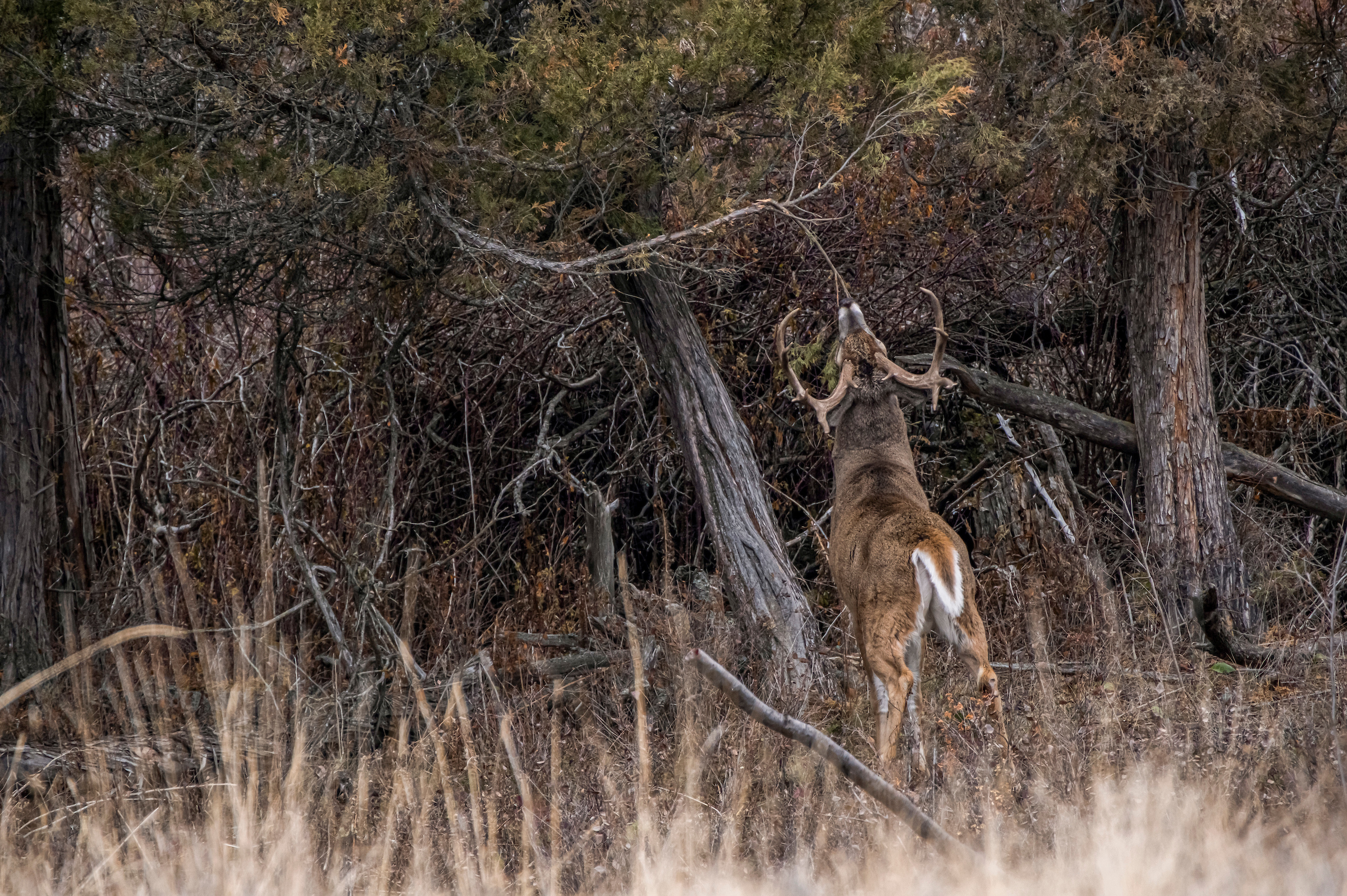 How to Hunt Deer During the Pre-Rut