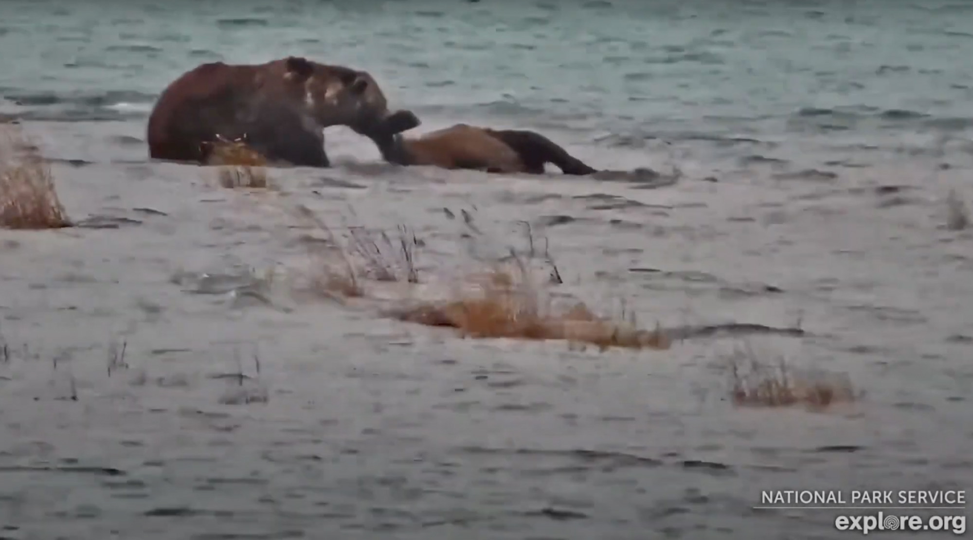 A brown bear drags a dead brown bear out of the water.