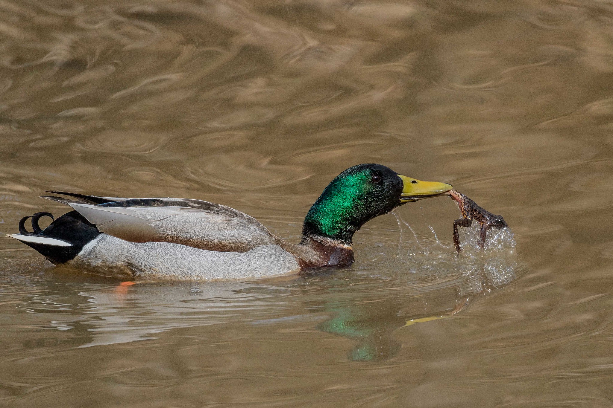 A male mallard swims in a pond with a frog dangling from his bill.