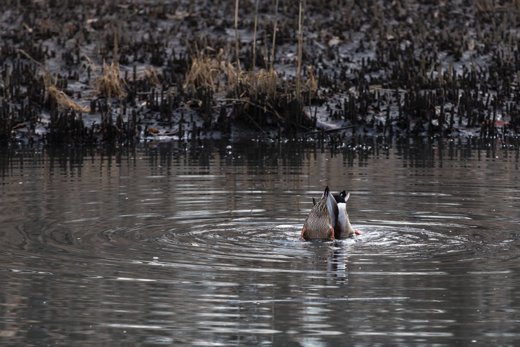 What Do Ducks Eat? Here’s What Every Waterfowl Hunter Should Know