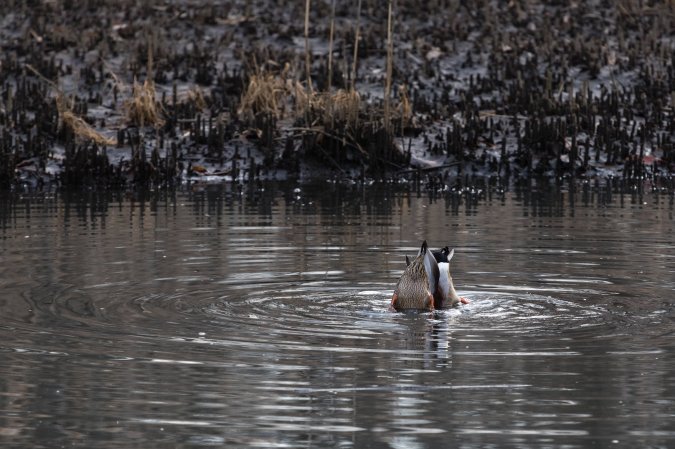 A pair of mallards dabble bottoms-up in a pond.