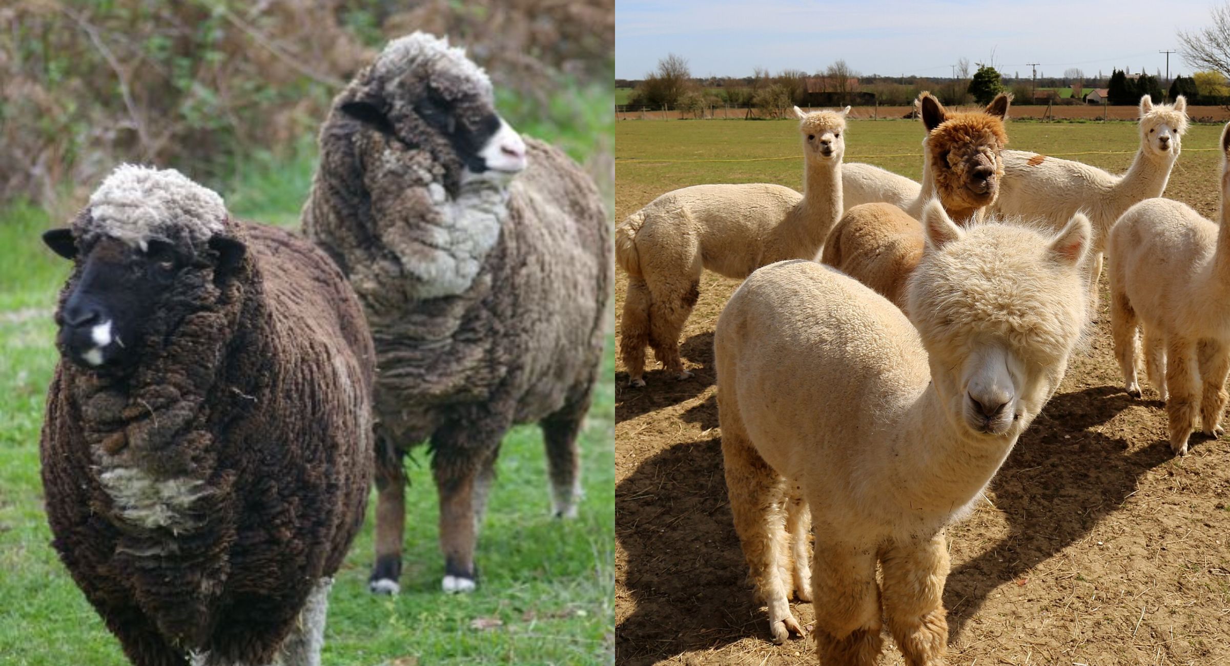 Two merino sheep on one side and a herd of alpacas on the other.