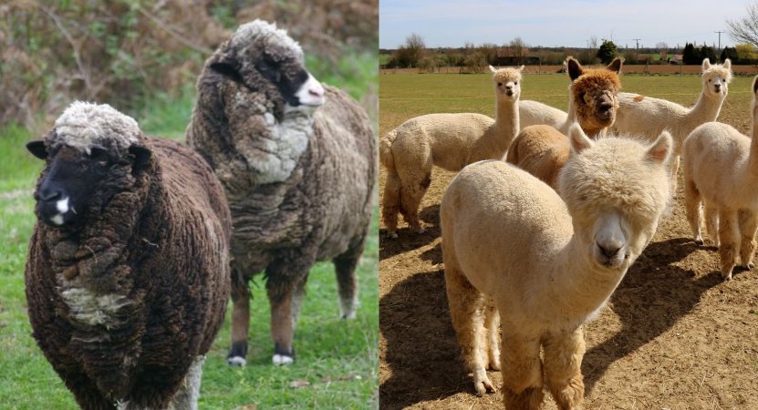 Two merino sheep on one side and a herd of alpacas on the other.