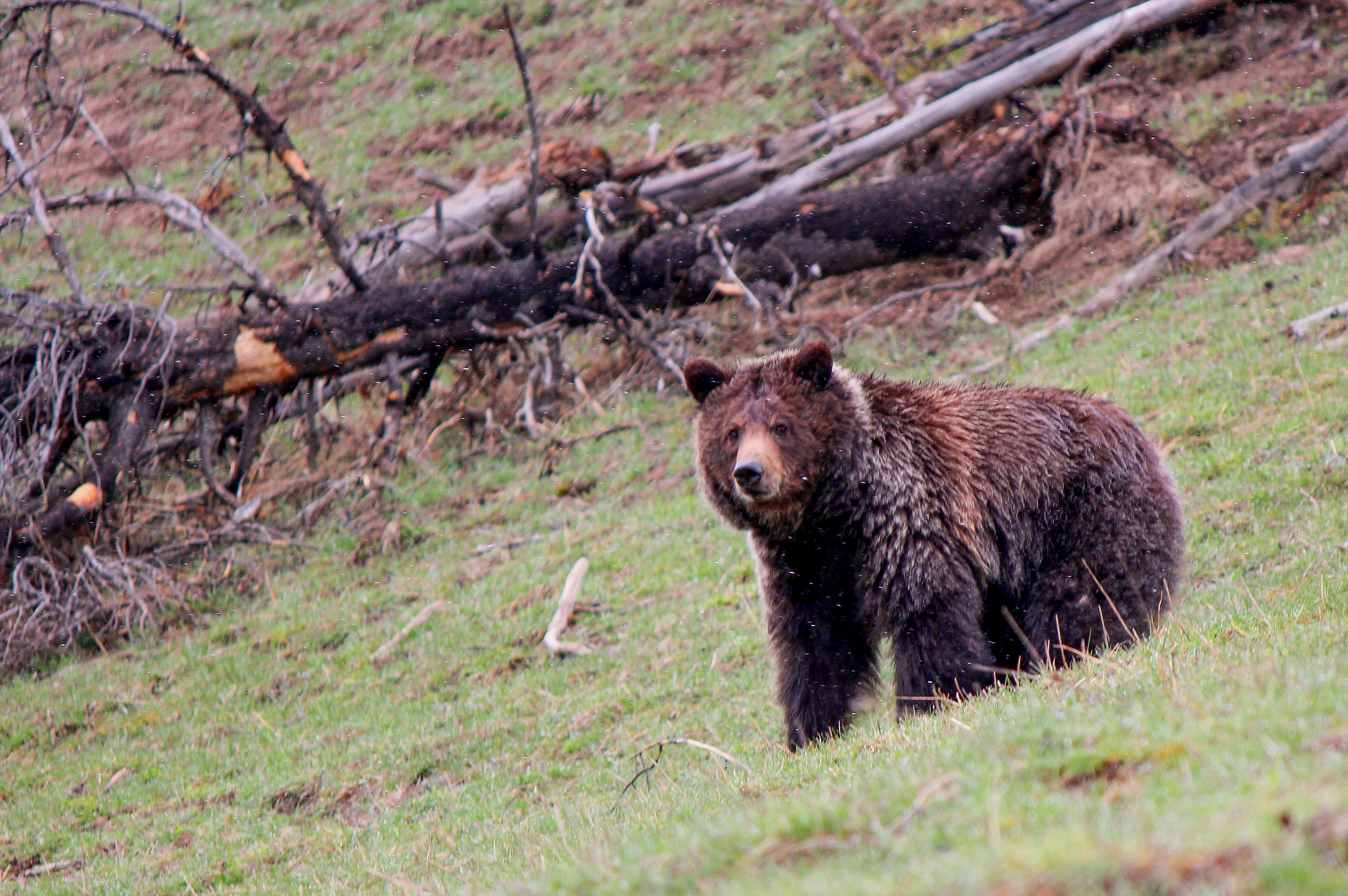 Bowhunter Rescued by Helicopter After He Was Treed by a Grizzly in Montana