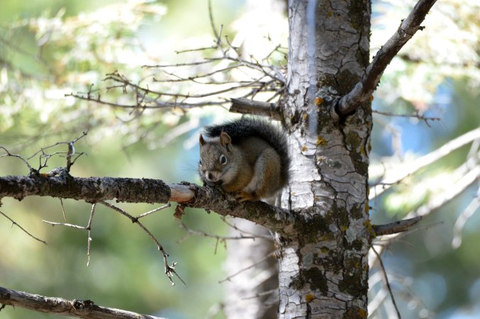 A red squirrel in a tree in New Mexico.