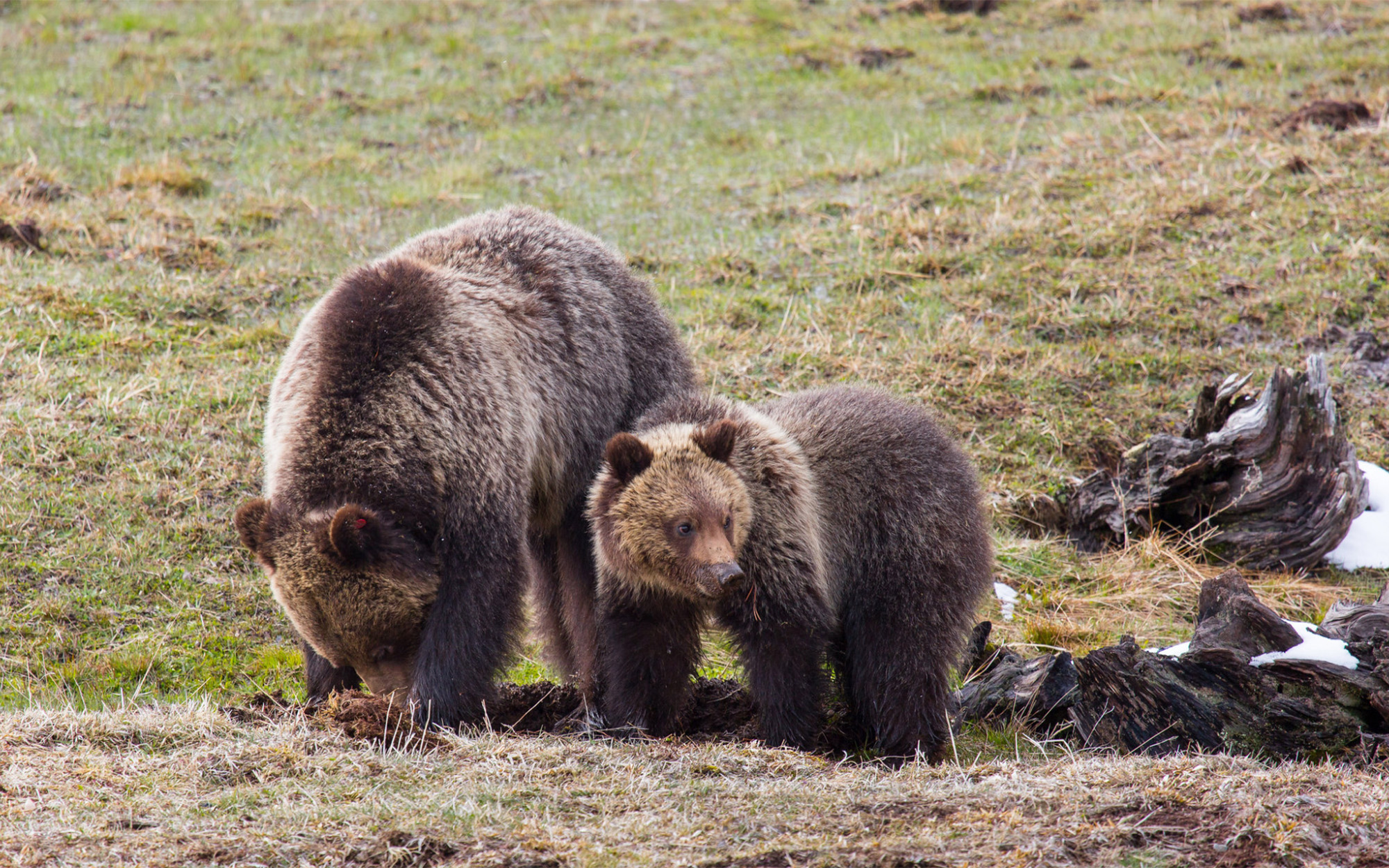 Montana’s New Grizzly Bear Plan Says It’s Ready to Take Back Management from the Feds