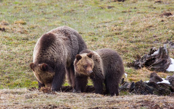 A grizzly sow and cub in Montana.