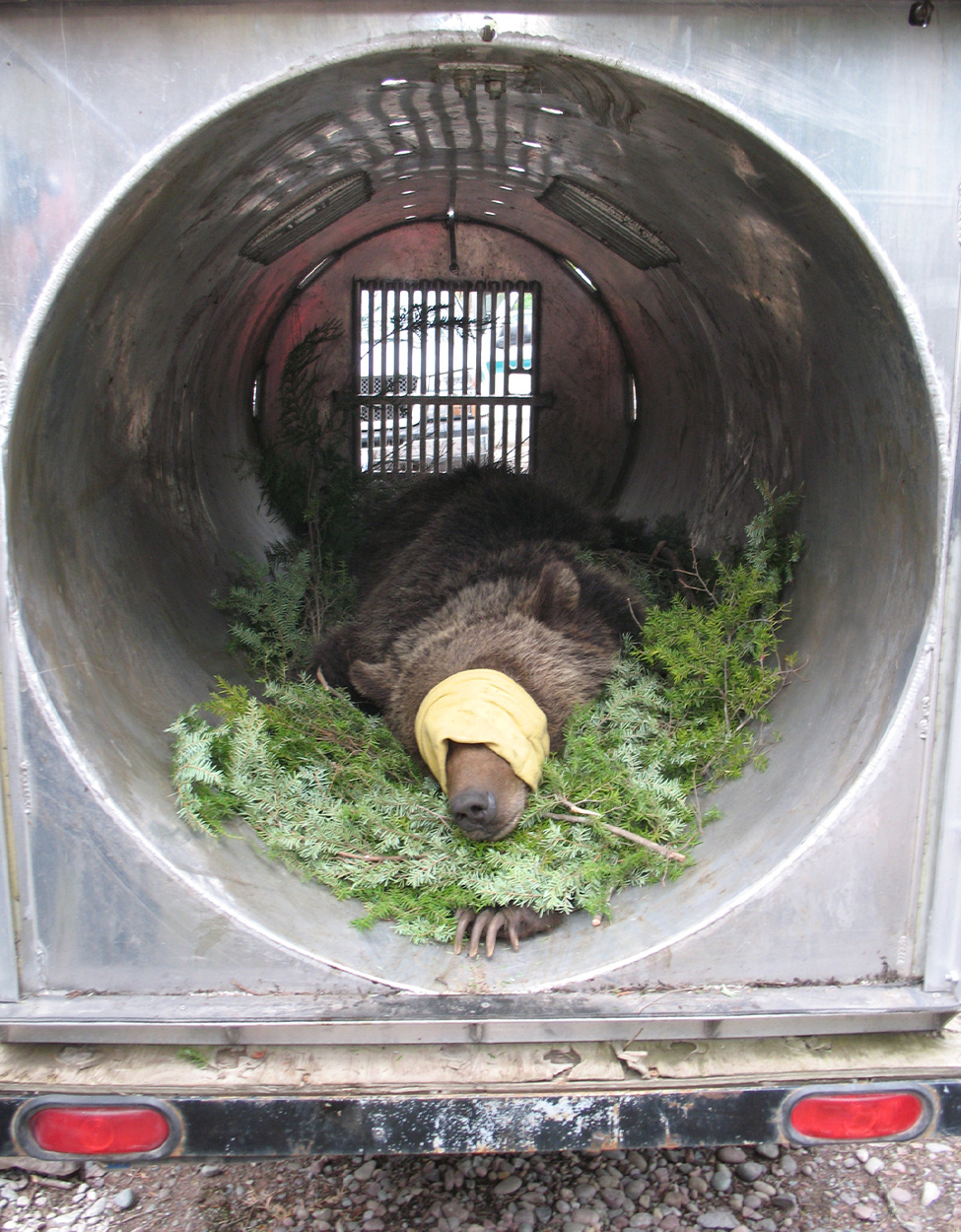 A grizzly bear being relocated in Montana.