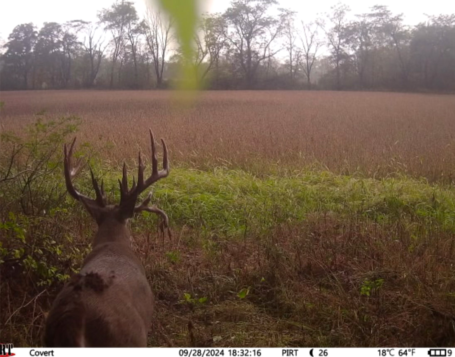 A photo of an Ohio buck captured on a trail camera.