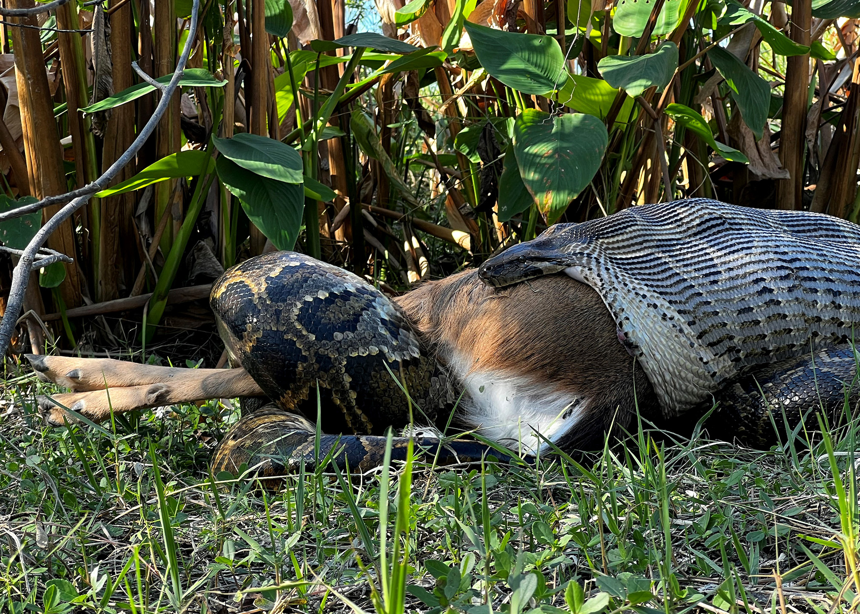 A Burmese python swallows a full-sized whitetail deer whole.