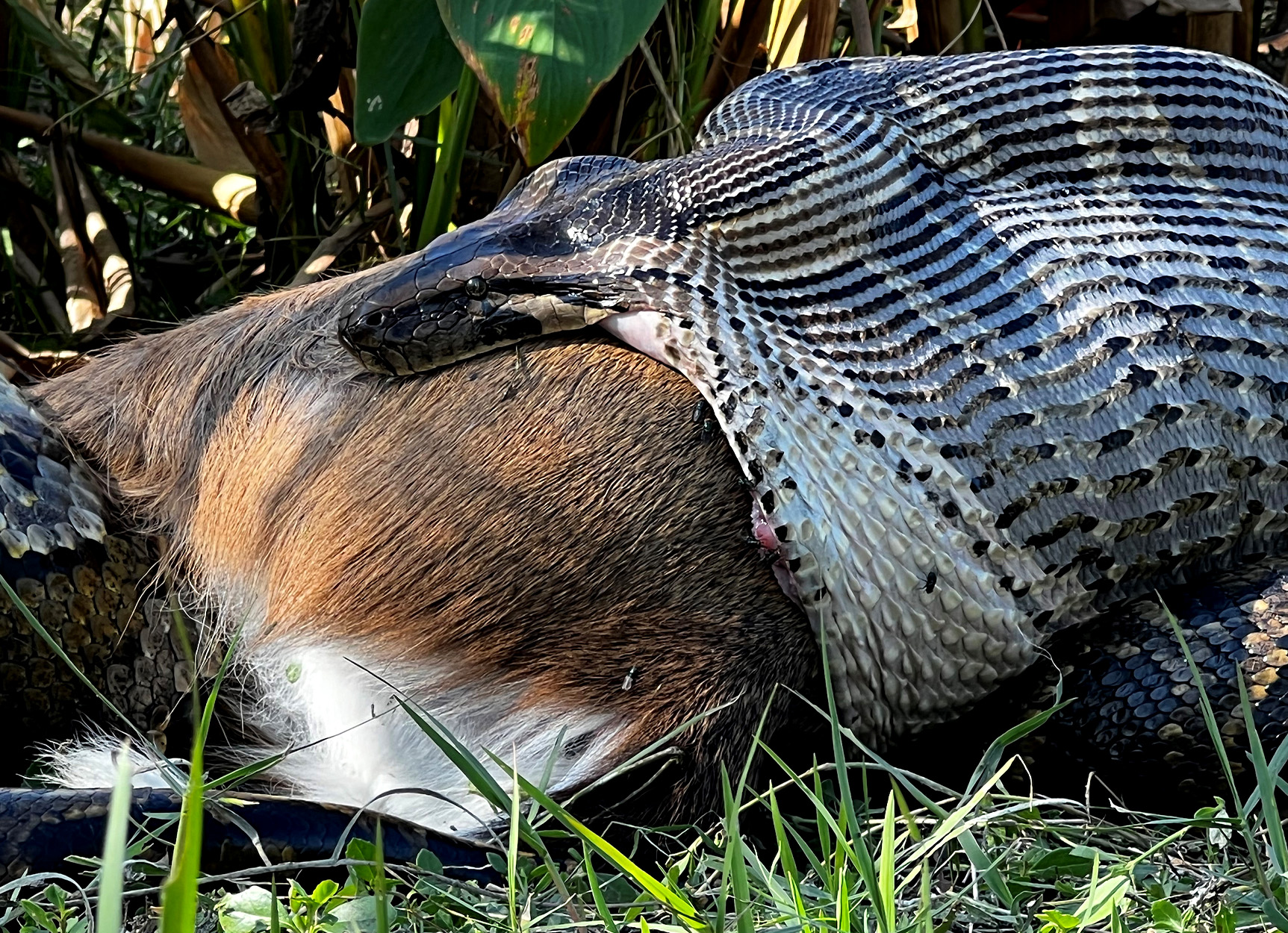 A Burmese python swallows a full-sized whitetail deer whole.