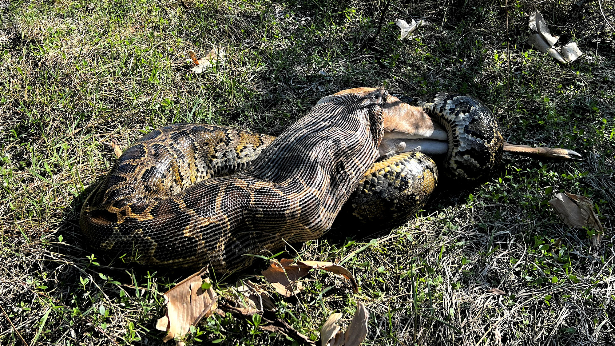 A Burmese python swallows a full-sized whitetail deer whole.