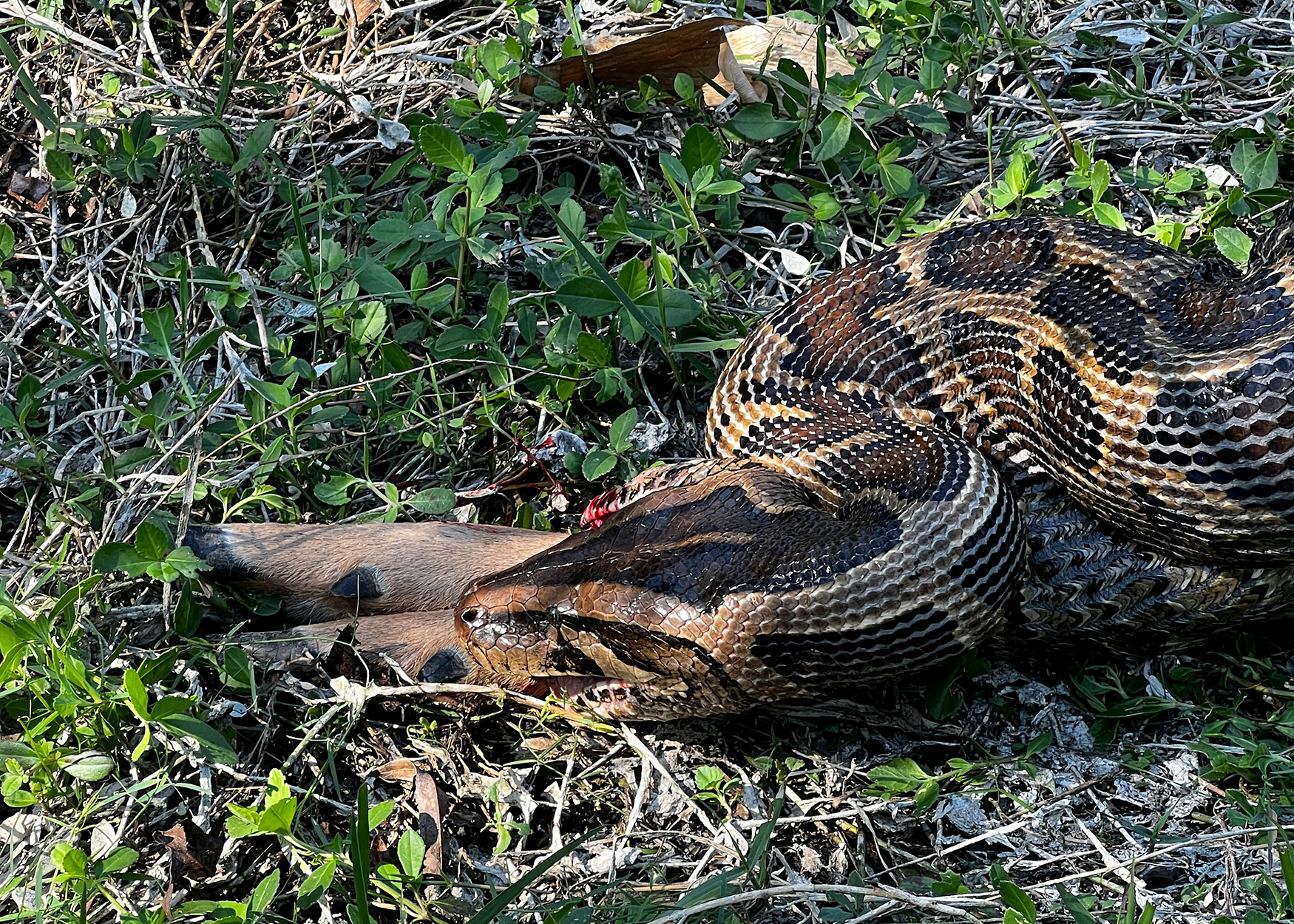 A Burmese python swallows a full-sized whitetail deer whole.