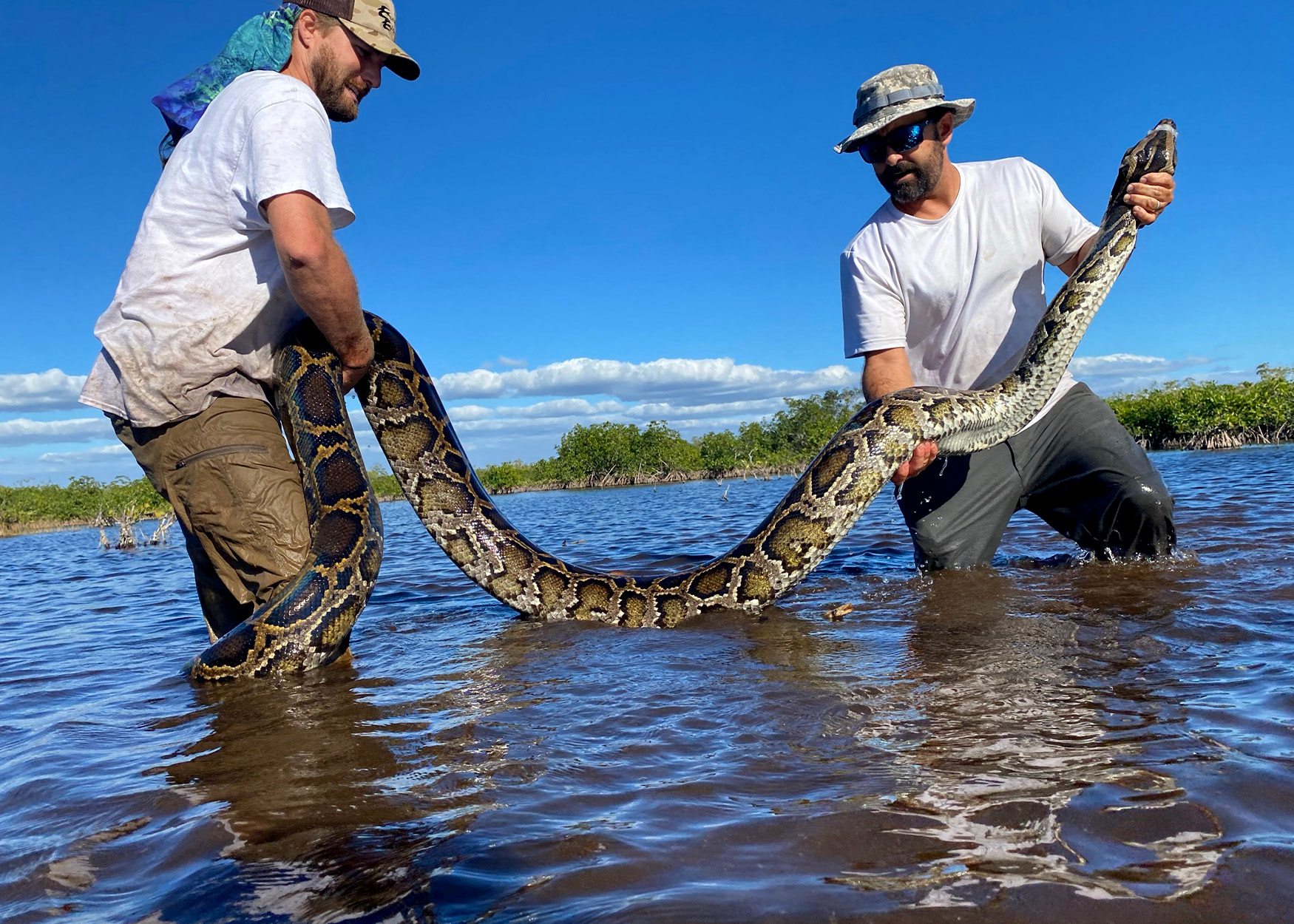 Two researchers remove a Burmese python from the water.