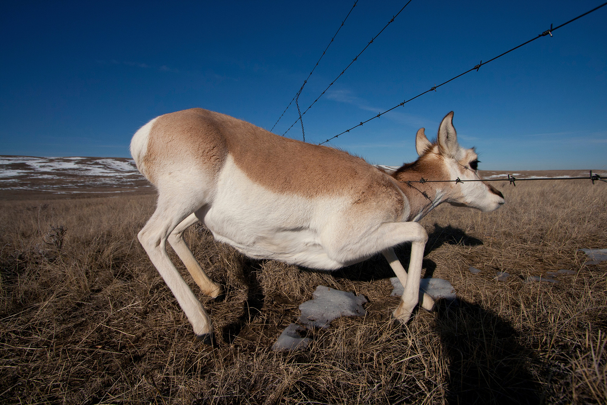 A pronghorn antelope, crawls under a barbed wire fence.