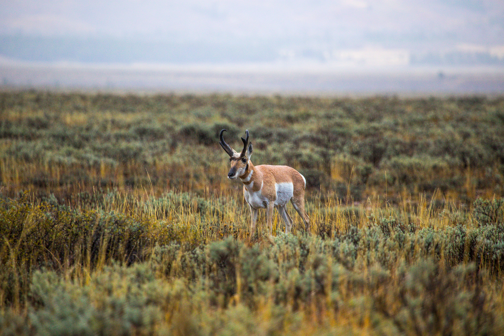 The Long-Awaited Grasslands Conservation Act Is Finally Introduced in Congress