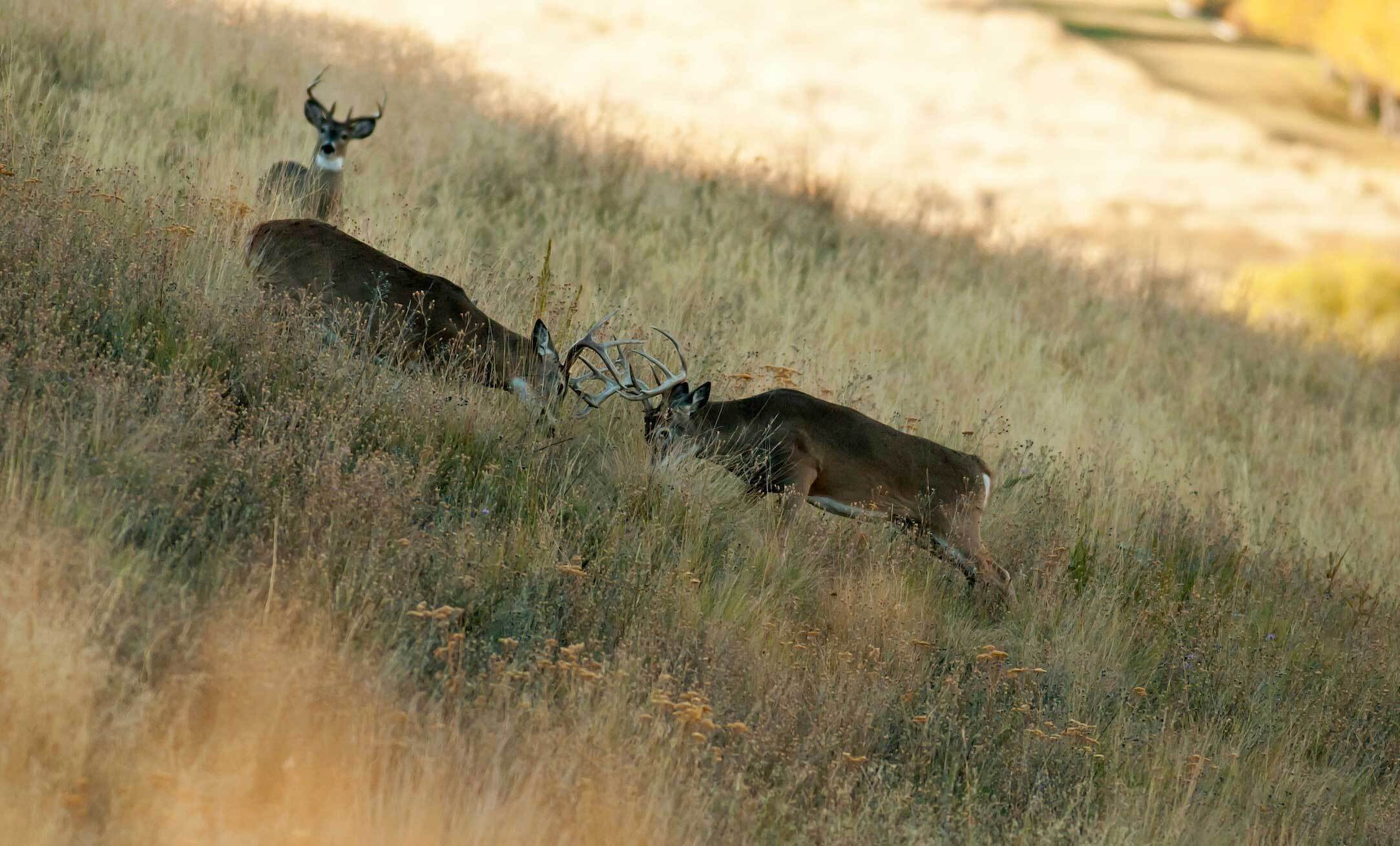 Two bucks fighting on a hillside while a smaller buck watches in the background.