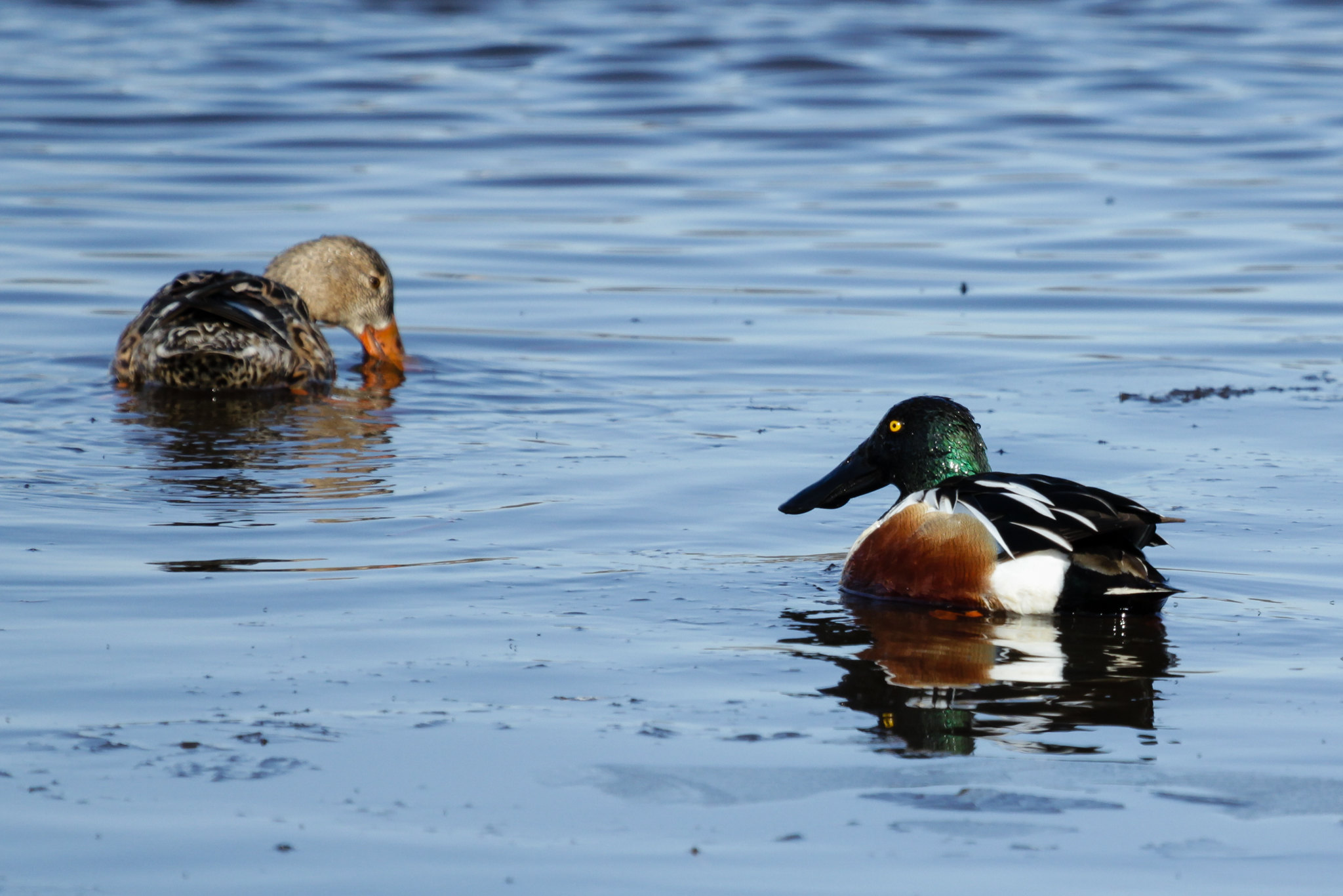 A mated pair of Northern shovelers feed in a pond.