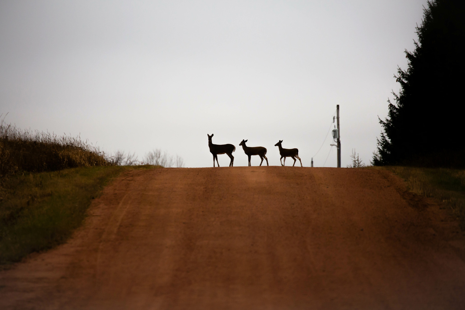 Three deer stand in the middle of a gravel road in Wisconsin.