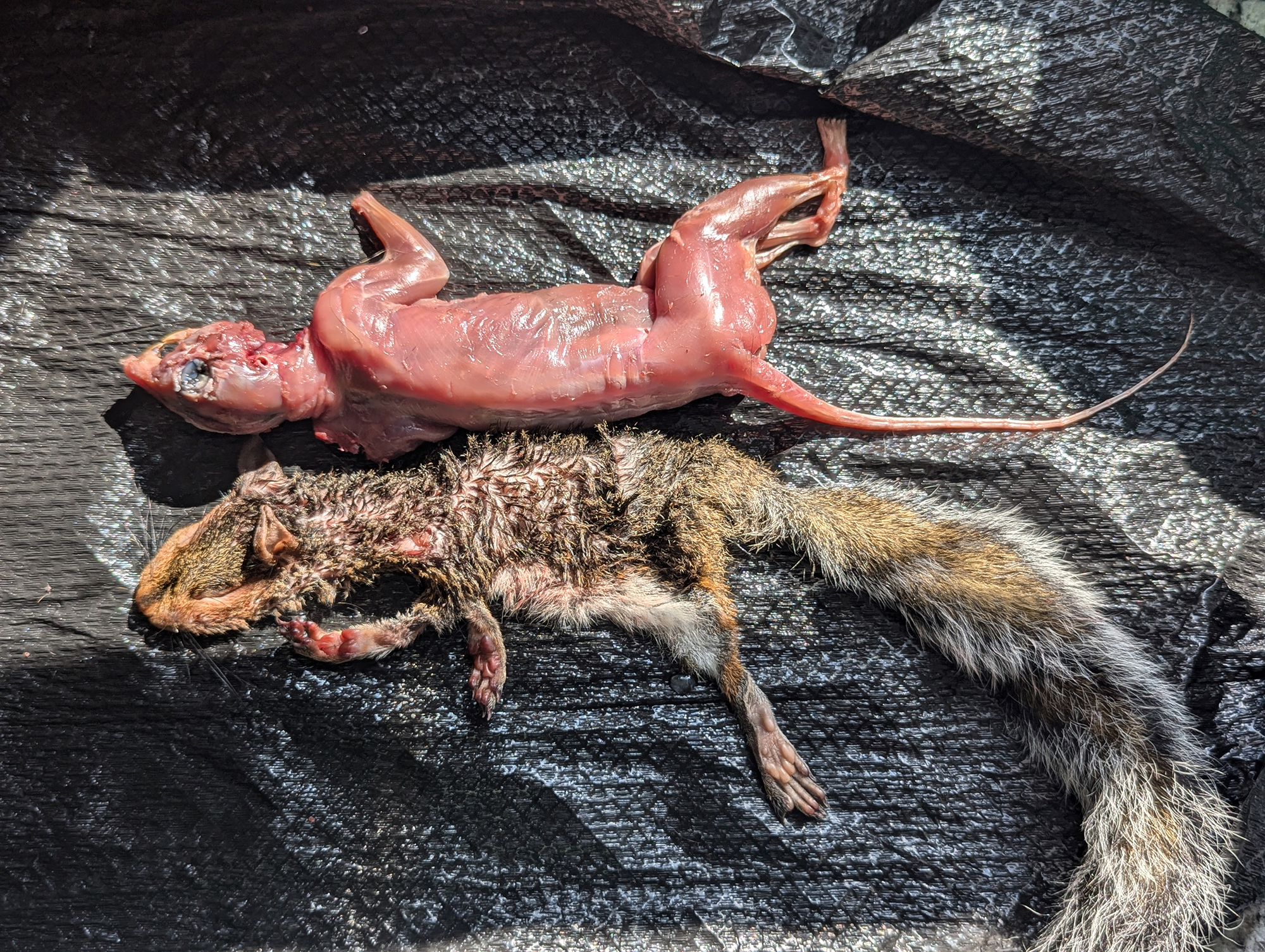 case skinning squirrel