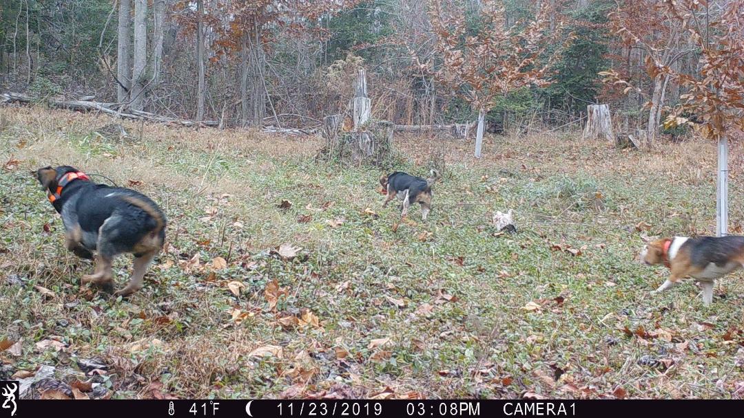 Deer dogs on trail camera