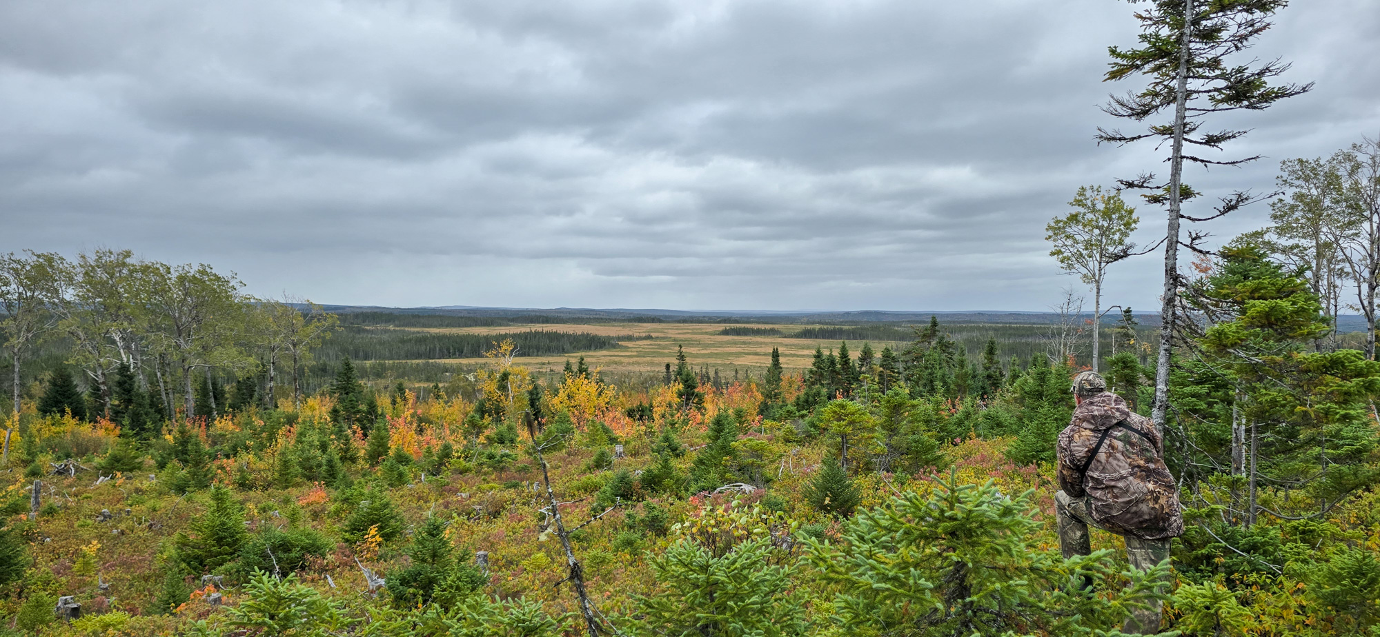 A Newfoundland bog.