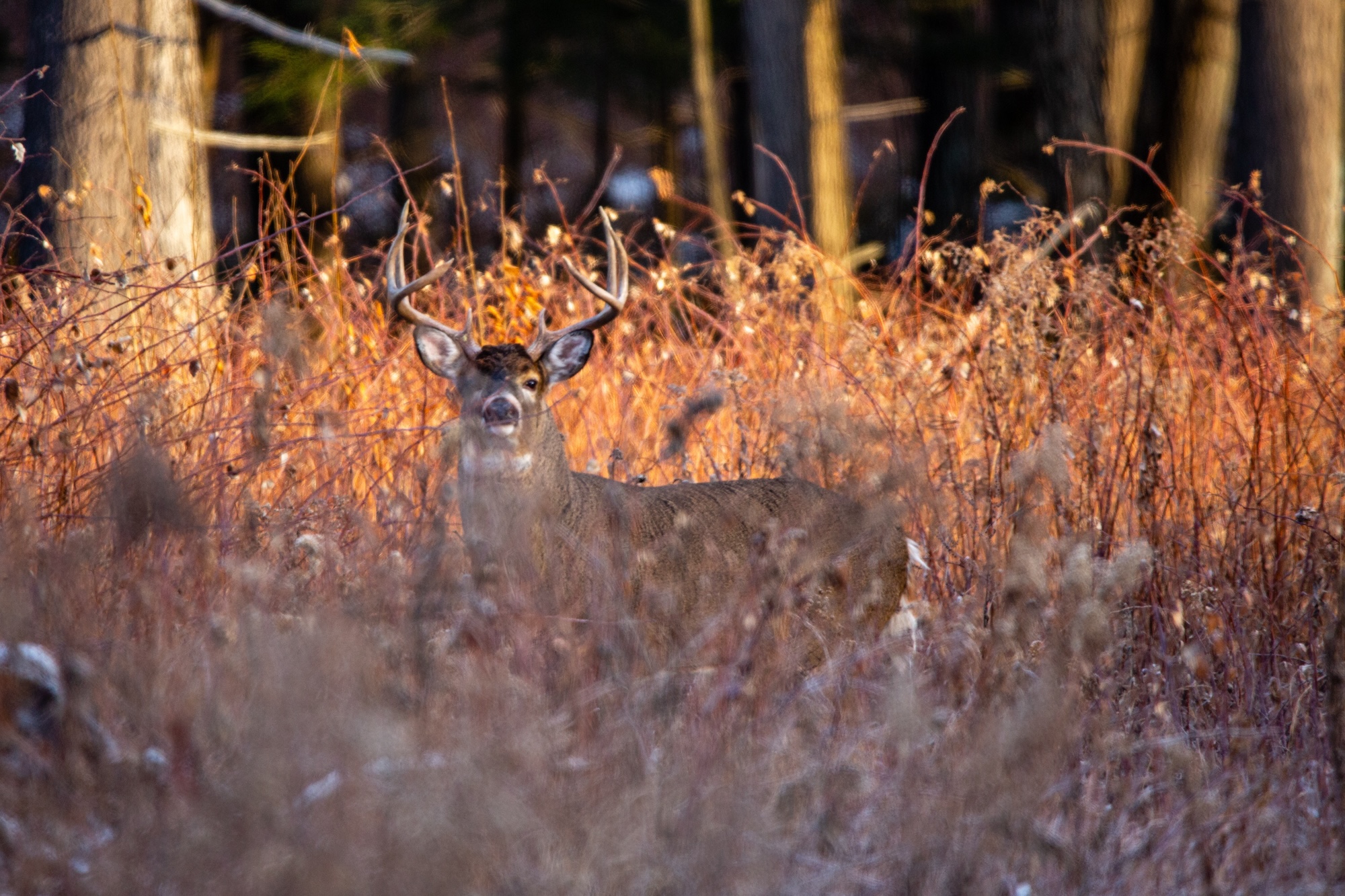 A buck staring at the camera in a Wisconsin field.