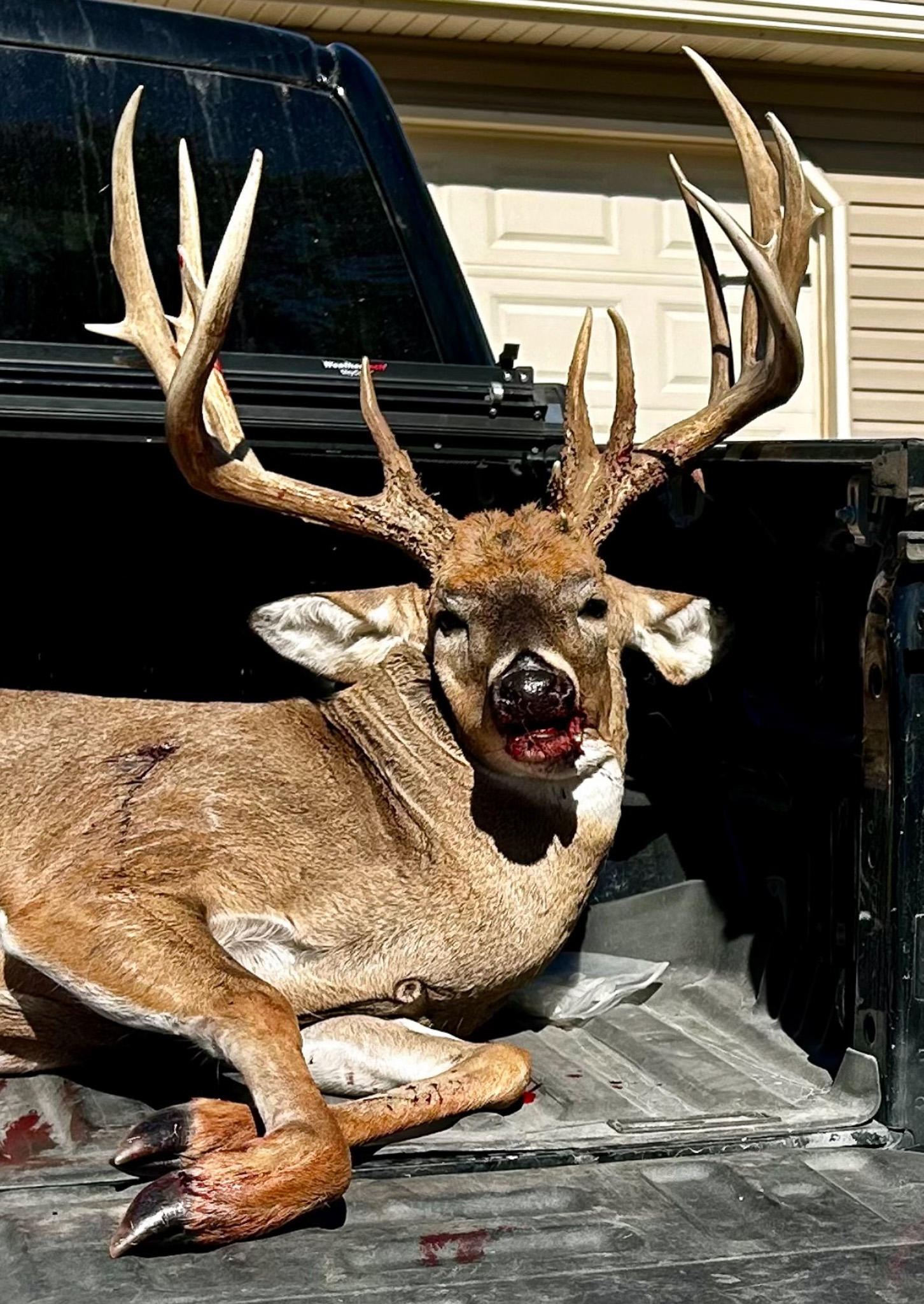 A buck in the back of the truck.