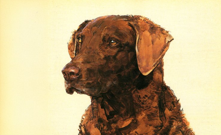 A painting of a brown Chesapeake Bay Retrieve on a yellow background.