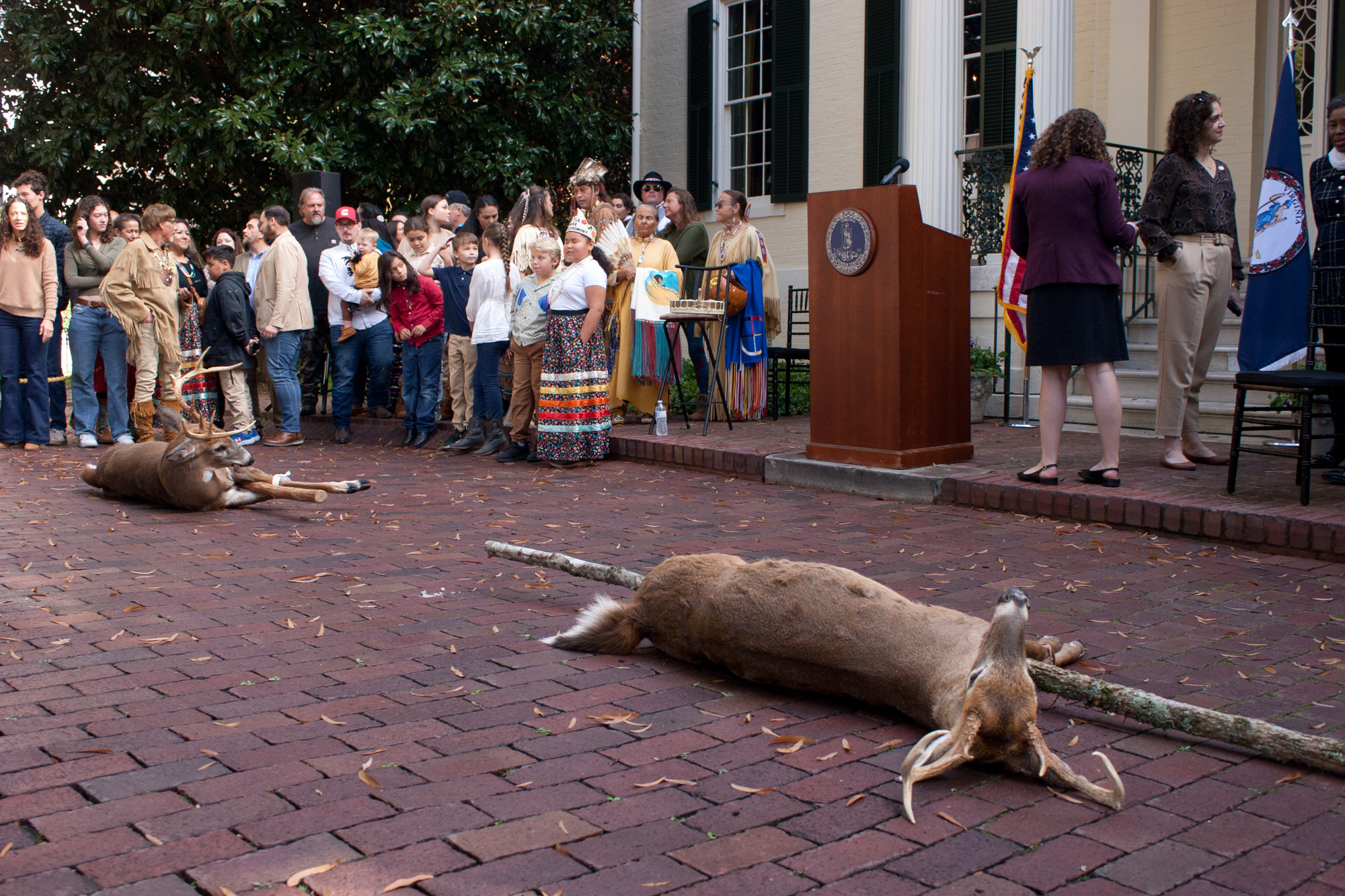 Two bucks on the ground outside the Governor's mansion.