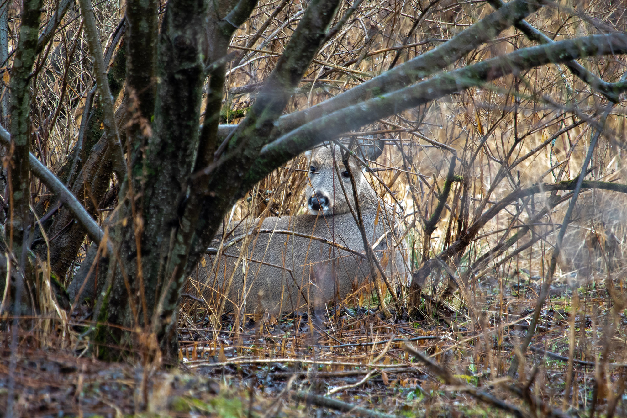 A bedded doe checks her backtrail.