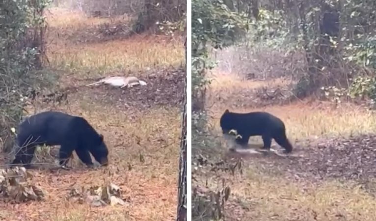 Side-by-side photos of a black bear approaching a fresh deer carcass and then dragging it into the woods.