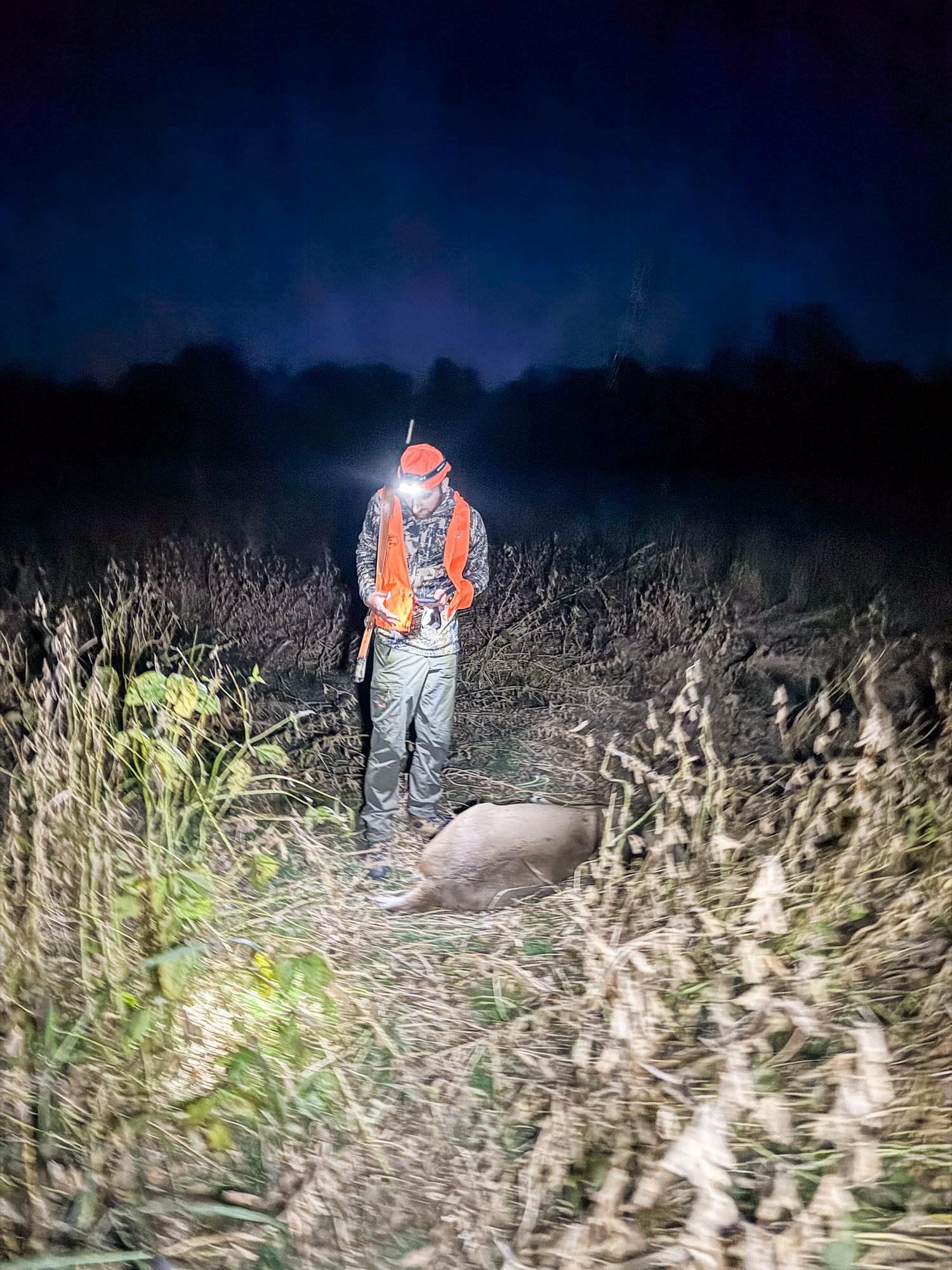 A hunter looks at a deer in a bean field.