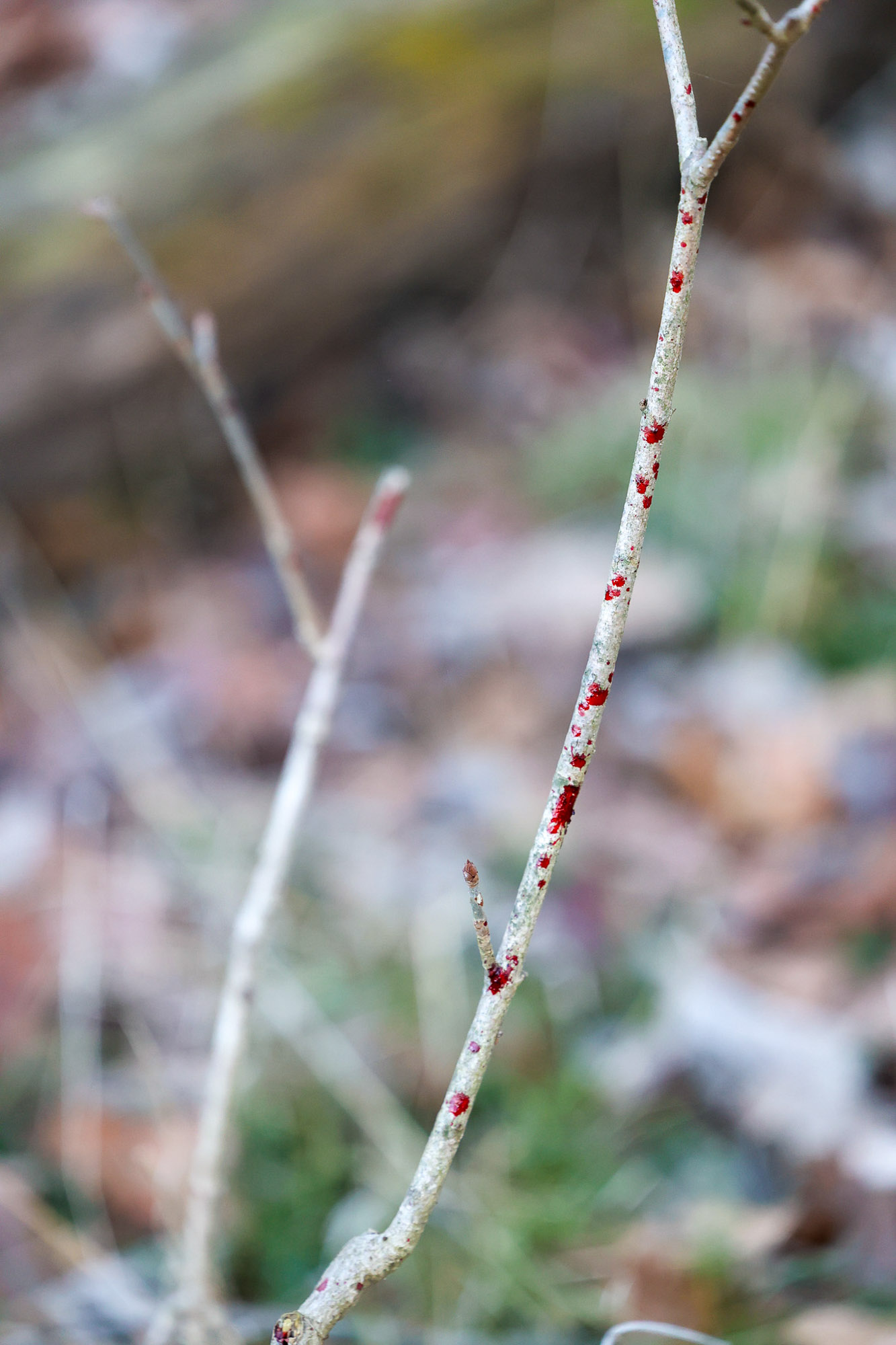 A splash of blood on a twig.