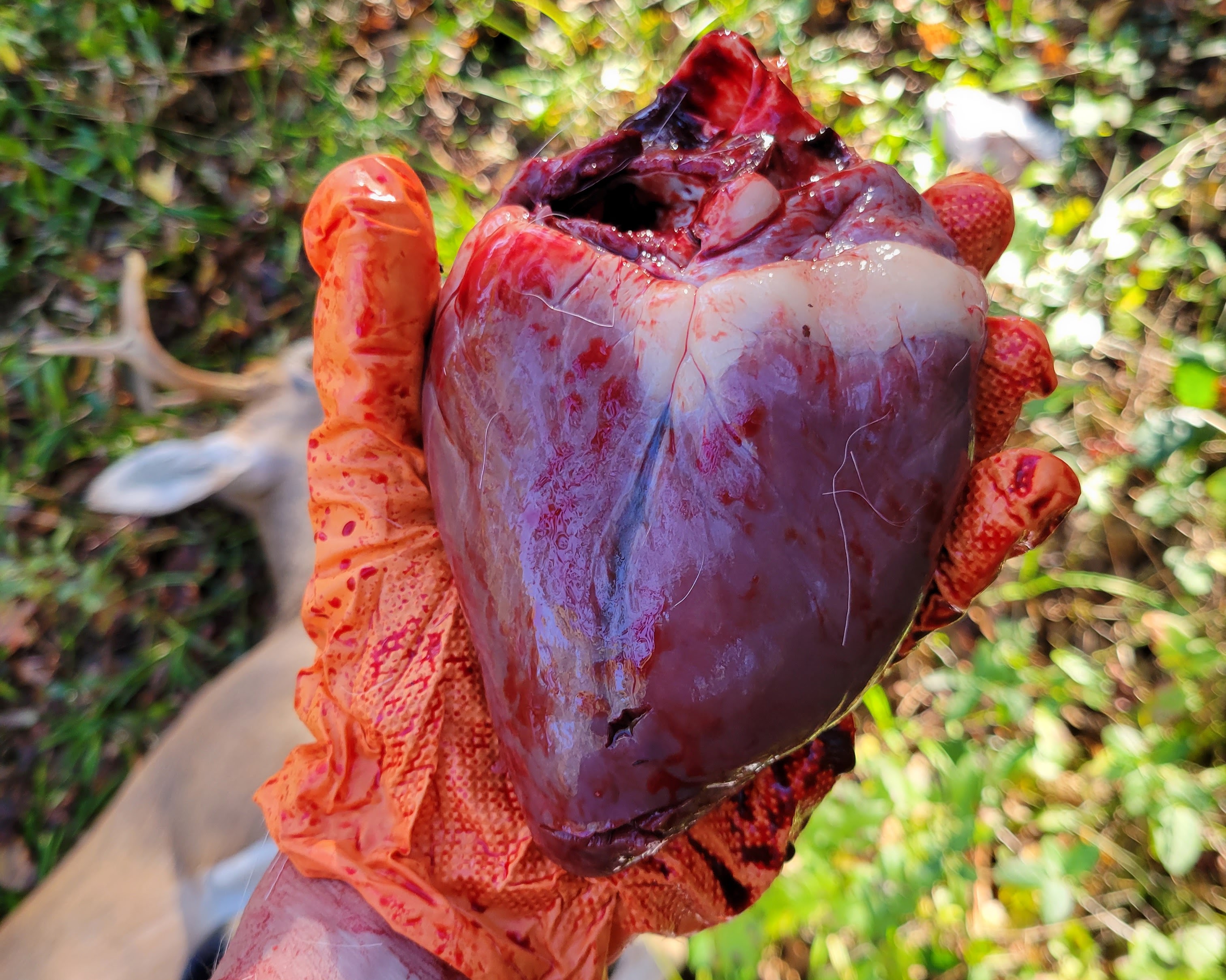 A gloved hand holding a red deer heart with a small buck in the background. 