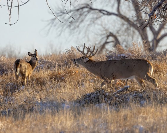 A buck scent checks a doe.