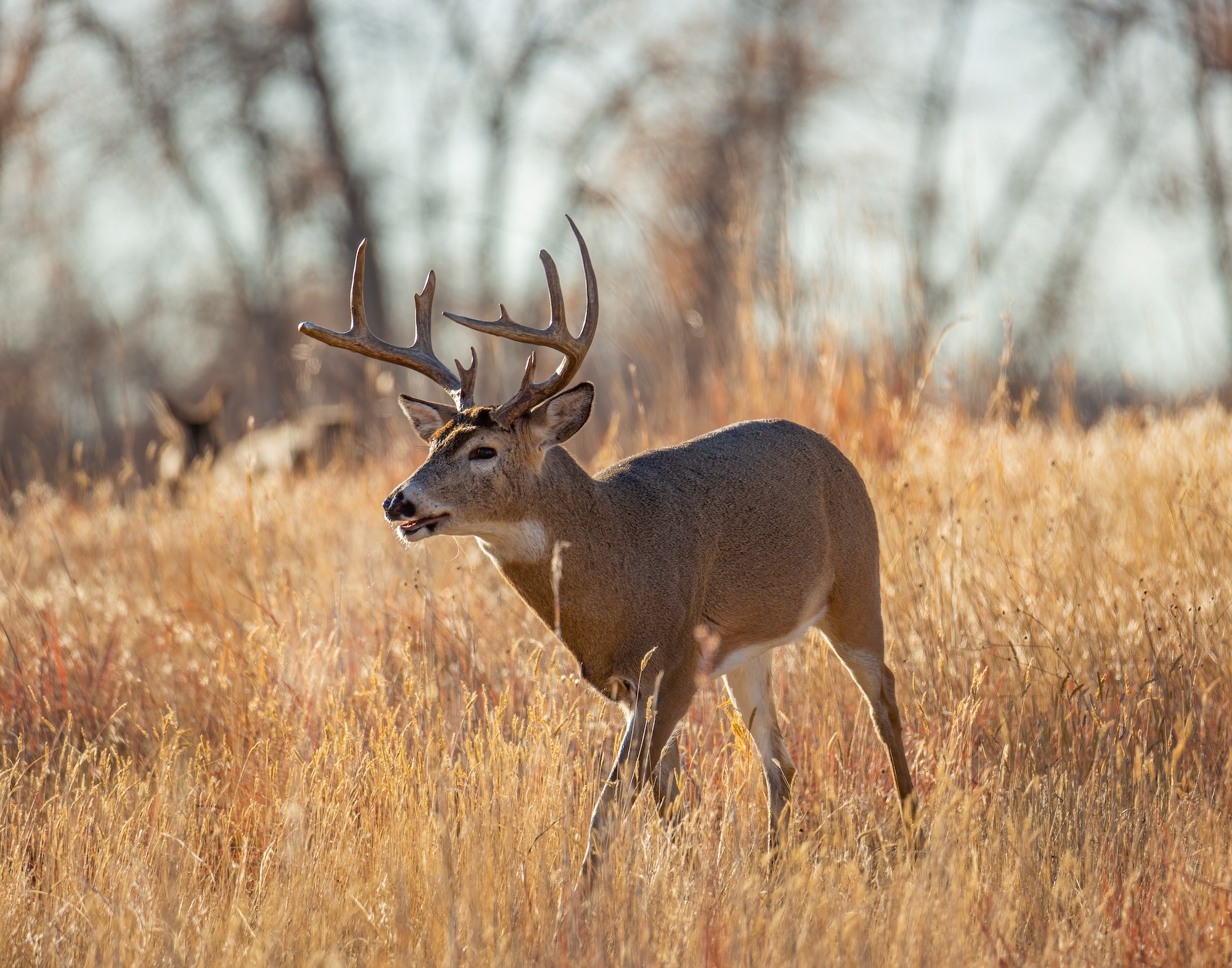 A buck in a field during the rut.