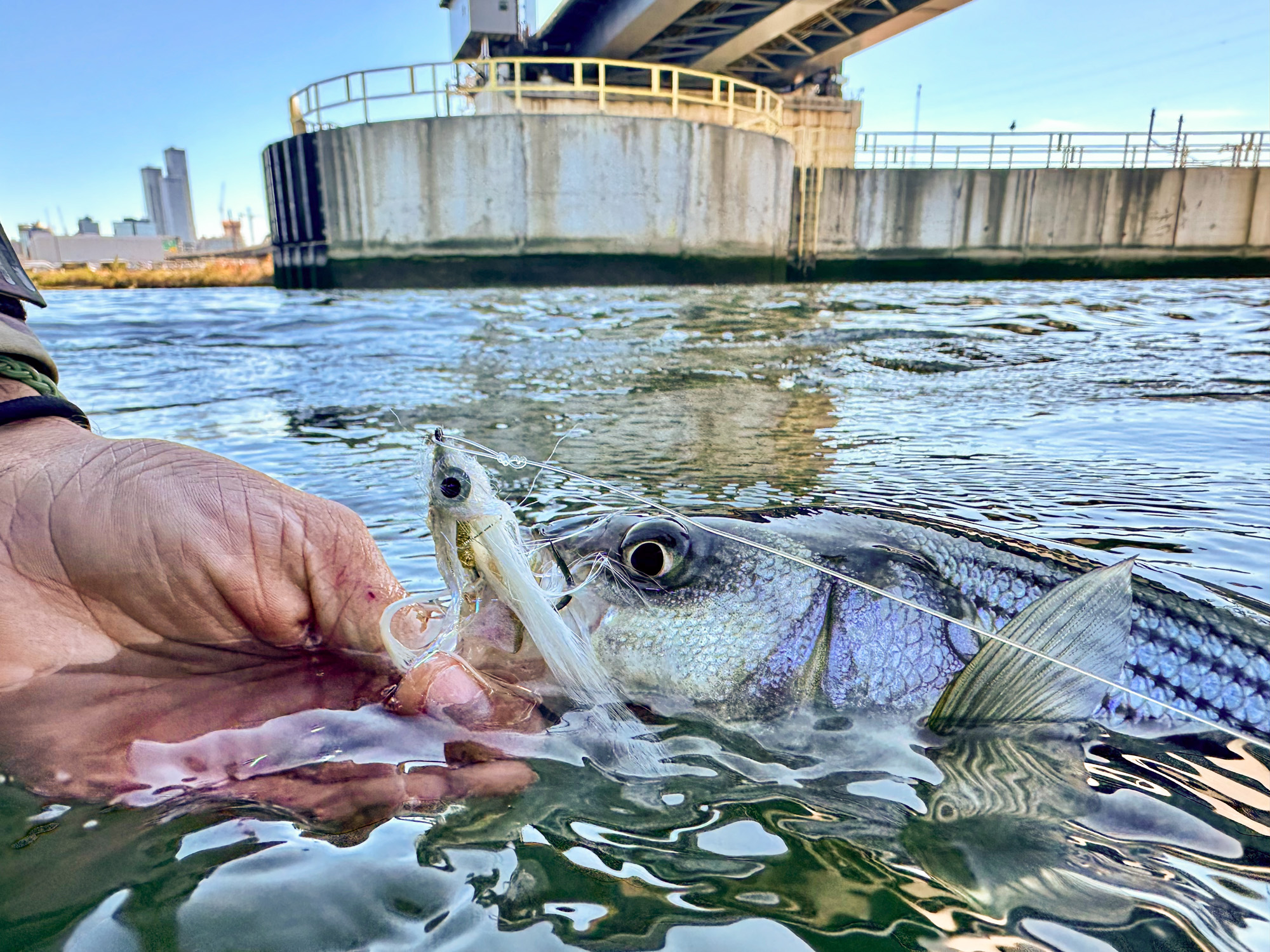 A striper coming to hand near an overpass piling.